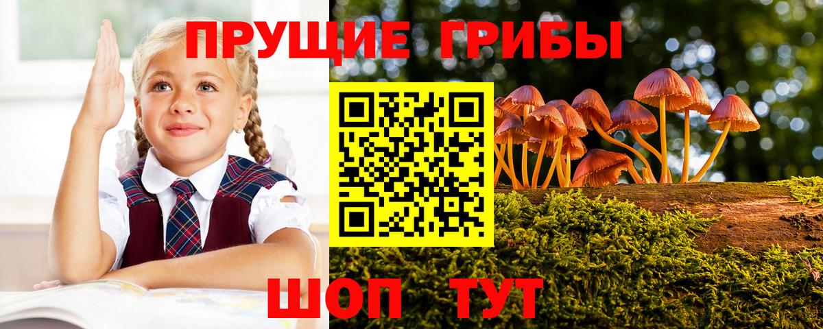 Галлюциногенные грибы прущие грибы Карачаевск